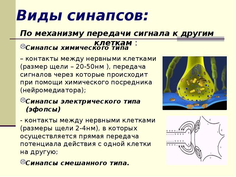 Число синапсов. Виды синапсов. Типы синапсов. Виды химических синапсов. Синапс понятие виды.