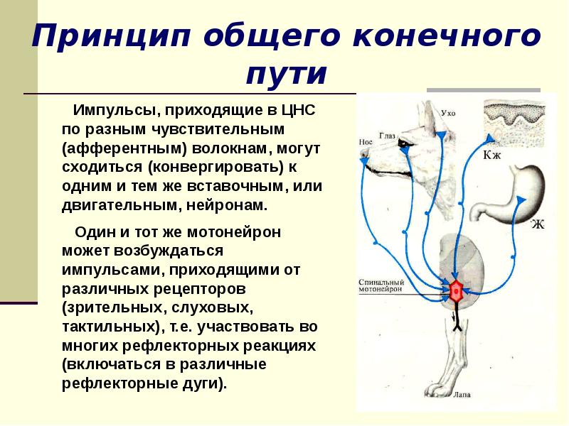 Принцип конечного пути. Принцип общего конечного пути схема. Принцип общего конечного пути в ЦНС. Общий конечный путь в физиологии. Принцип общего конечного пути физиология.