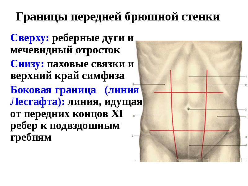 Топография брюшной стенки презентация