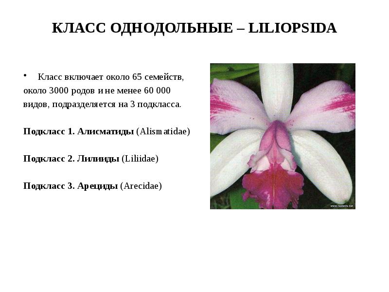 Класс однодольных 6 класс биология. Подклассы однодольных. Класс Liliopsida. Характеристика однодольных. Класс Однодольные общая характеристика.