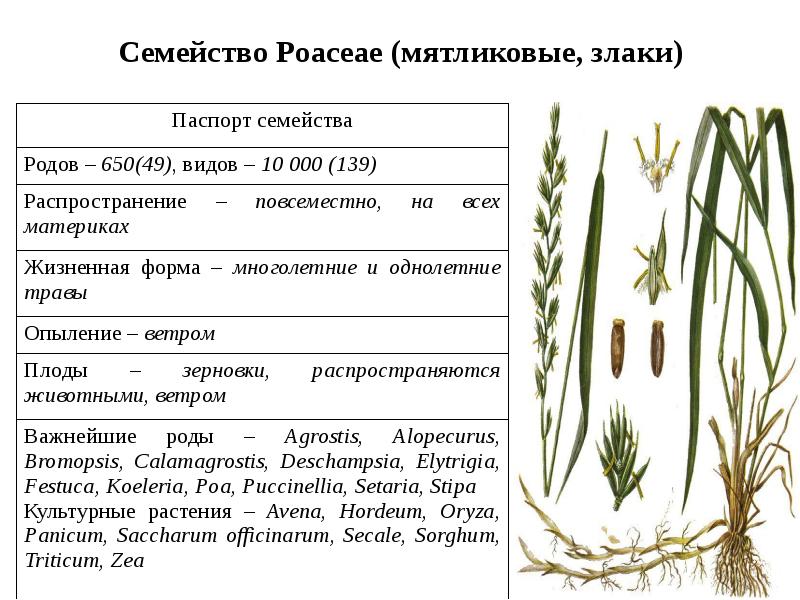 Примеры растений семейства злаки