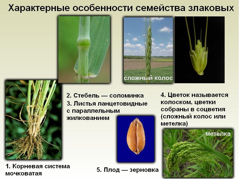 Презентация класс однодольные семейство лилейные злаковые