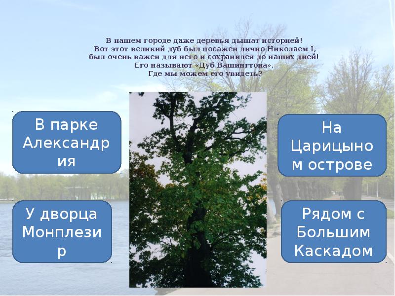 Даже дерево. Дерево дышит. Рассказ дышат деревья. Толстой деревья дышат. Как дышат деревья презентация.