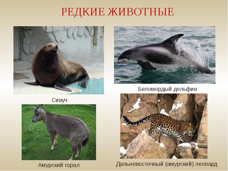 Млекопитающие из красной книги россии фото и описание