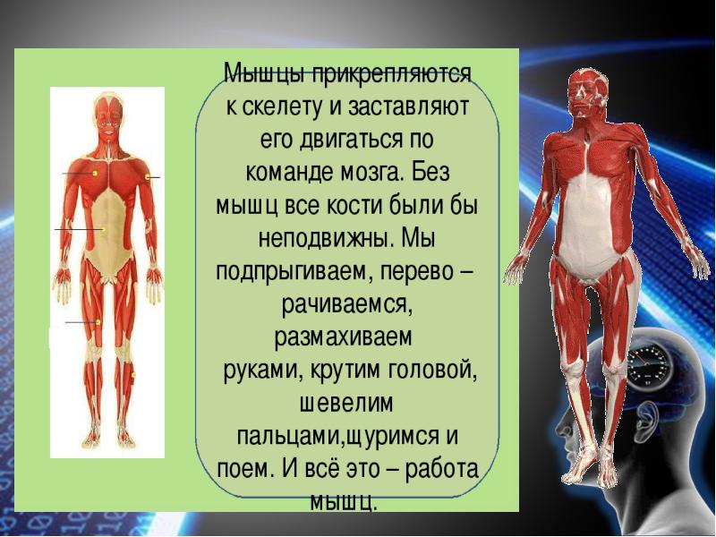 Низшие тела человека. Строение тела человека для дошкольников презентация. Презентация тело человека для детей старшего дошкольного возраста. Строение тела характеризуется.