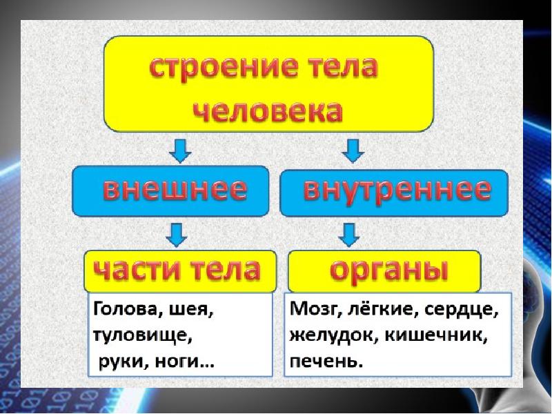 Строение тела и его функции. Строение тела и его функции