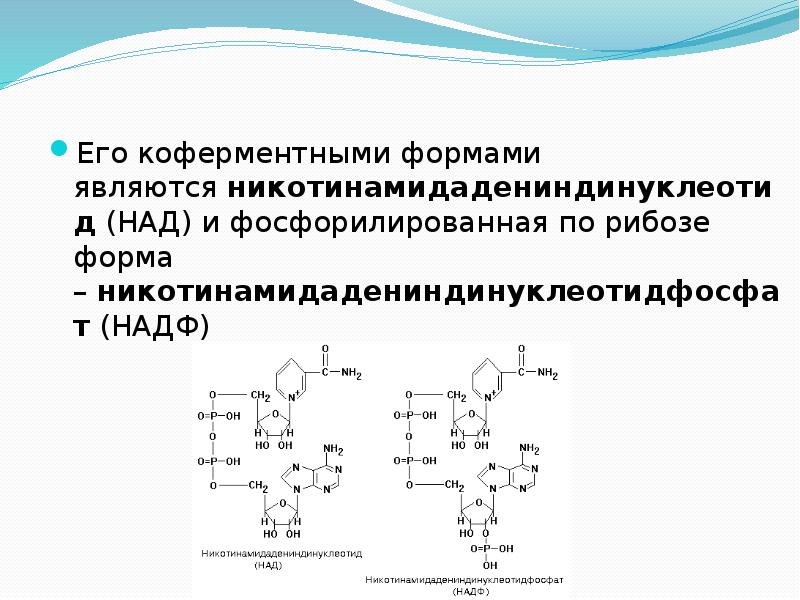 Коферментная функция витаминов группы в схема