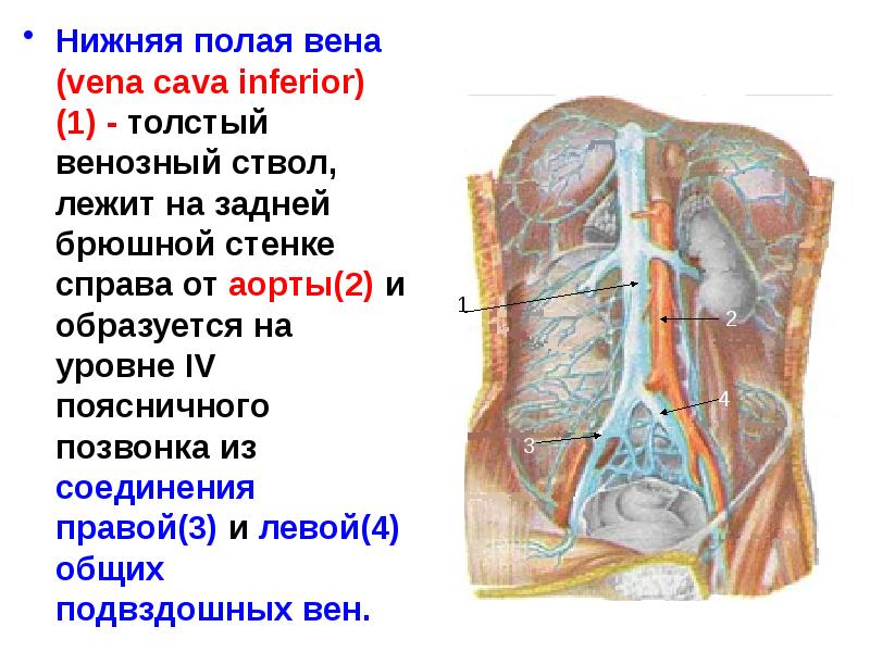 Нижняя полая вена печеночная вена. Париетальная нижняя полая Вена. Нижняя полая Вена отделы анатомия. Нижняя полая Вена сердца функции. Нижняя полая Вена (v. Cava inferior).