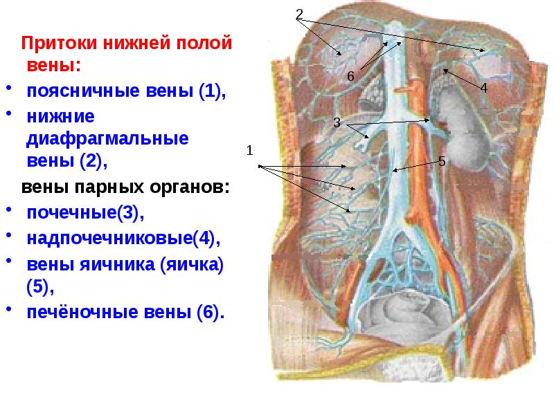 Схема нижней полой вены