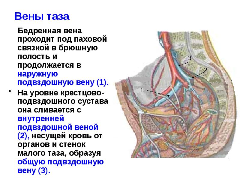 Вена под. Внутренняя подвздошная Вена анатомия. Наружная подвздошная Вена анатомия. Венозные сплетения малого таза анатомия.