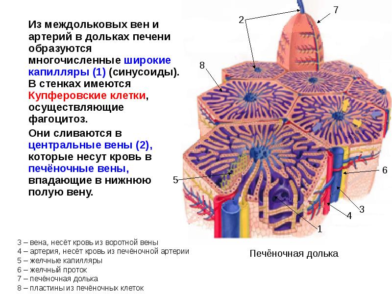 Строение клетки печени. Печень Центральная Вена и дольки гистология. Строение печени анатомия печеночная долька. Центральная Вена печеночной дольки. Центральная Вена печеночной дольки анатомия.