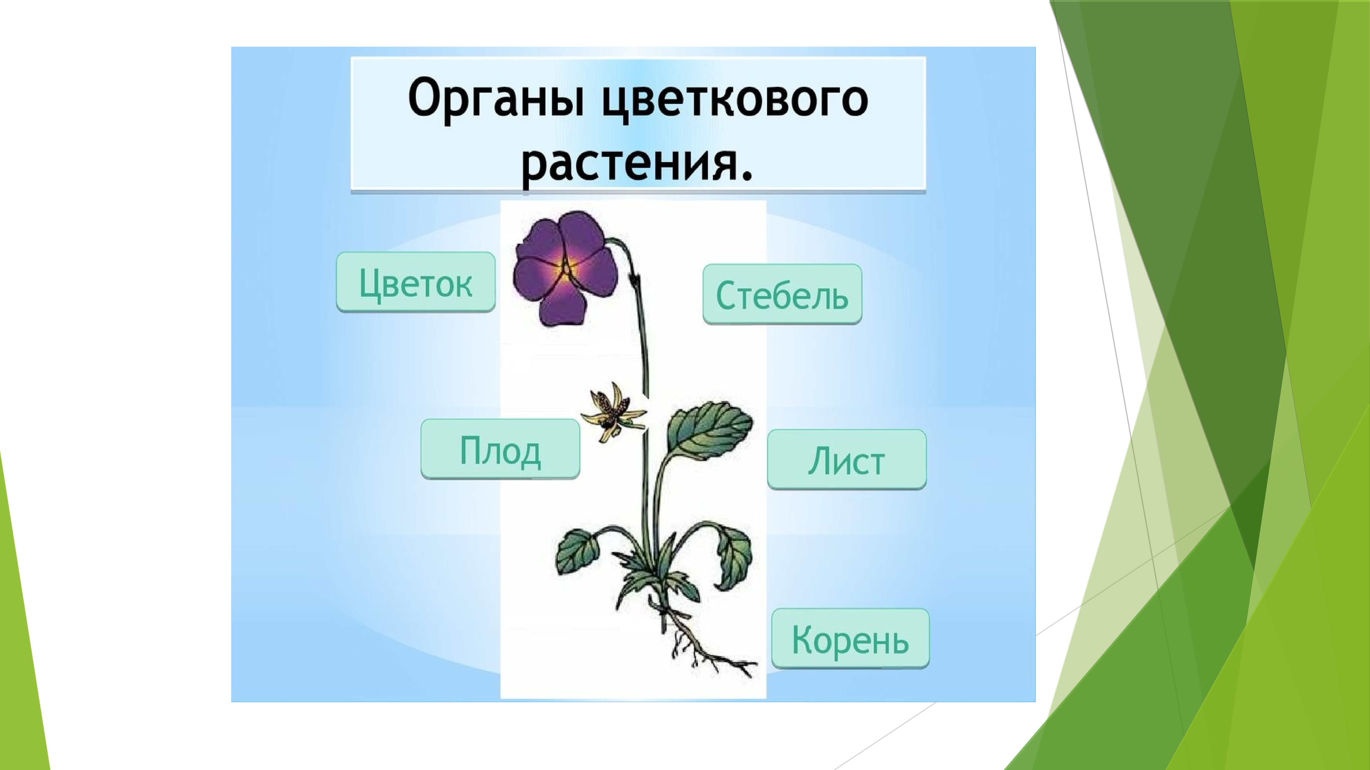 Презентация комнатные растения средняя группа