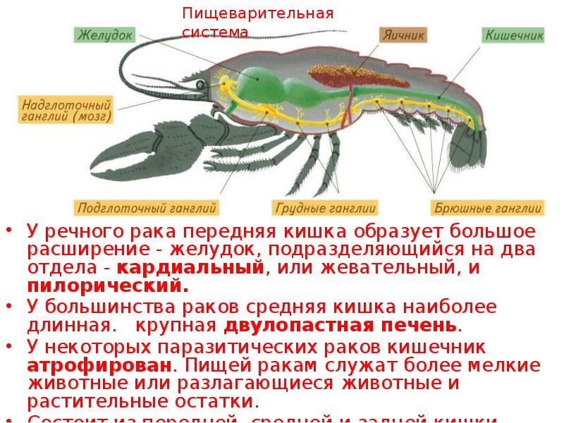 Класс членистоногие 7 класс презентация