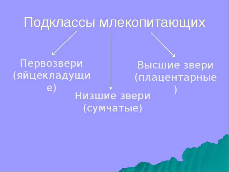 Размножение и развитие млекопитающих 8 класс презентация. Подкласс Первозвери. Подкласс Первозвери общая характеристика. Первозвери примеры. Первозвери значение в природе.