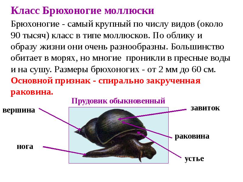 Тип моллюски презентация 7 класс презентация