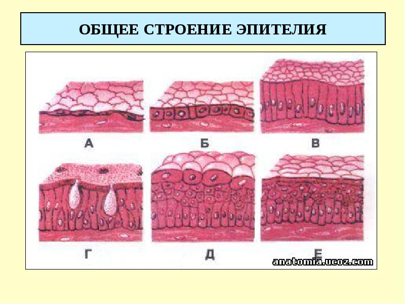 Многослойный эпителий рисунок