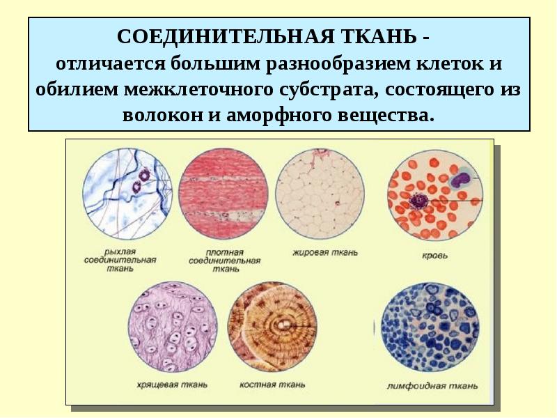 Егэ ткани человека презентация