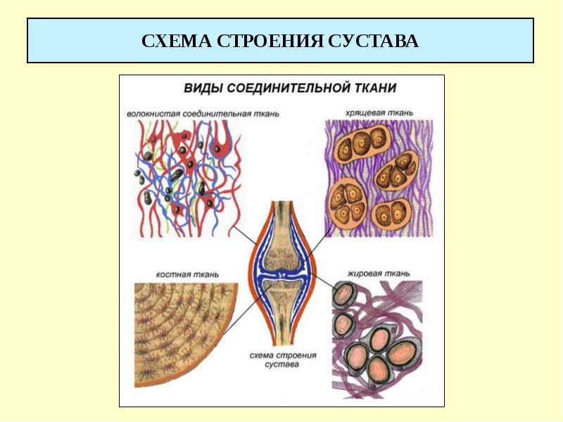 Рисунки тканей организма