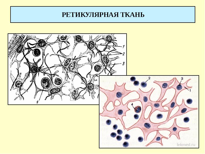 Егэ ткани человека презентация