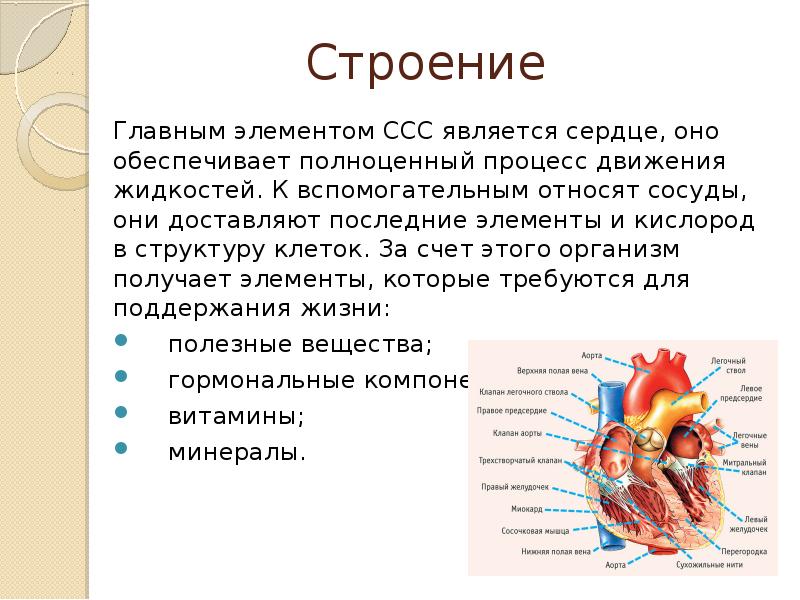 Общий план строения сердечно сосудистой системы