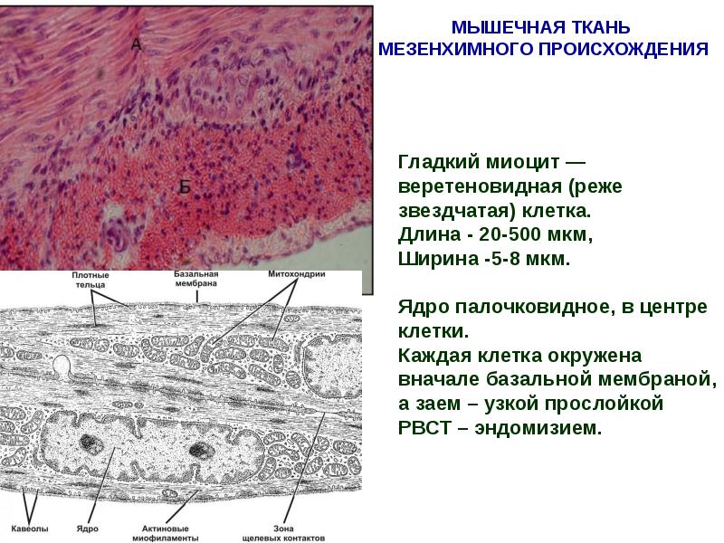 Гладкая мышечная ткань. Строение гладкого миоцита гистология. Гладкий миоцит строение гистология. Гладкая мышечная ткань мезенхимного происхождения. Гладкая мышечная ткань гистология строение.