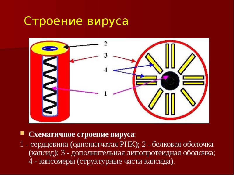 Вируса 11 1. Строение вируса. Царство вирусы строение. Схематичное строение вируса. Строение вируса белковая оболочка.