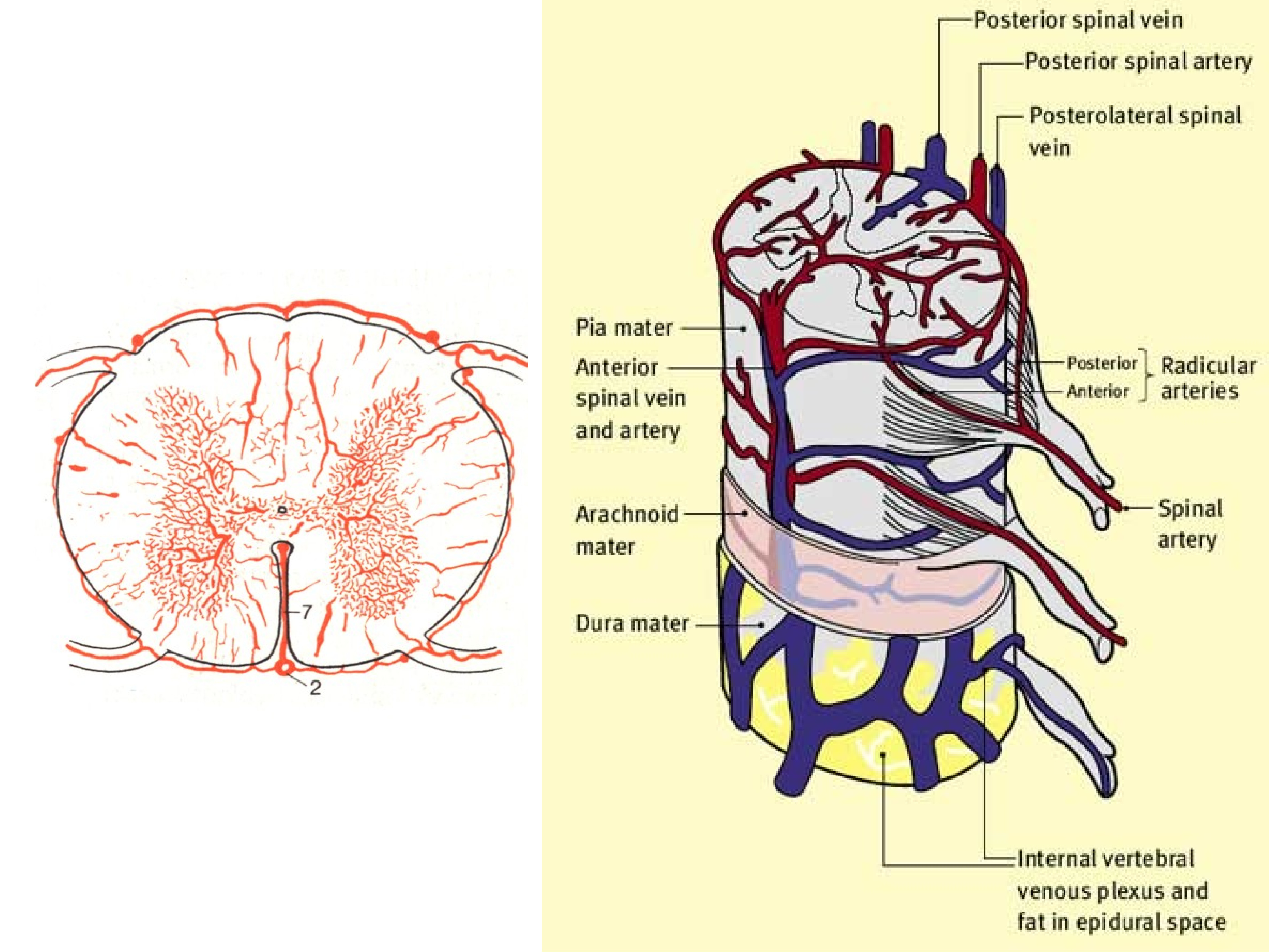 Спинальный кровообращение. Сосуды спинного мозга анатомия. Схема кровоснабжения головного и спинного мозга. Кровоснабжение позвоночника схема. Вена и артерия спинной мозг.