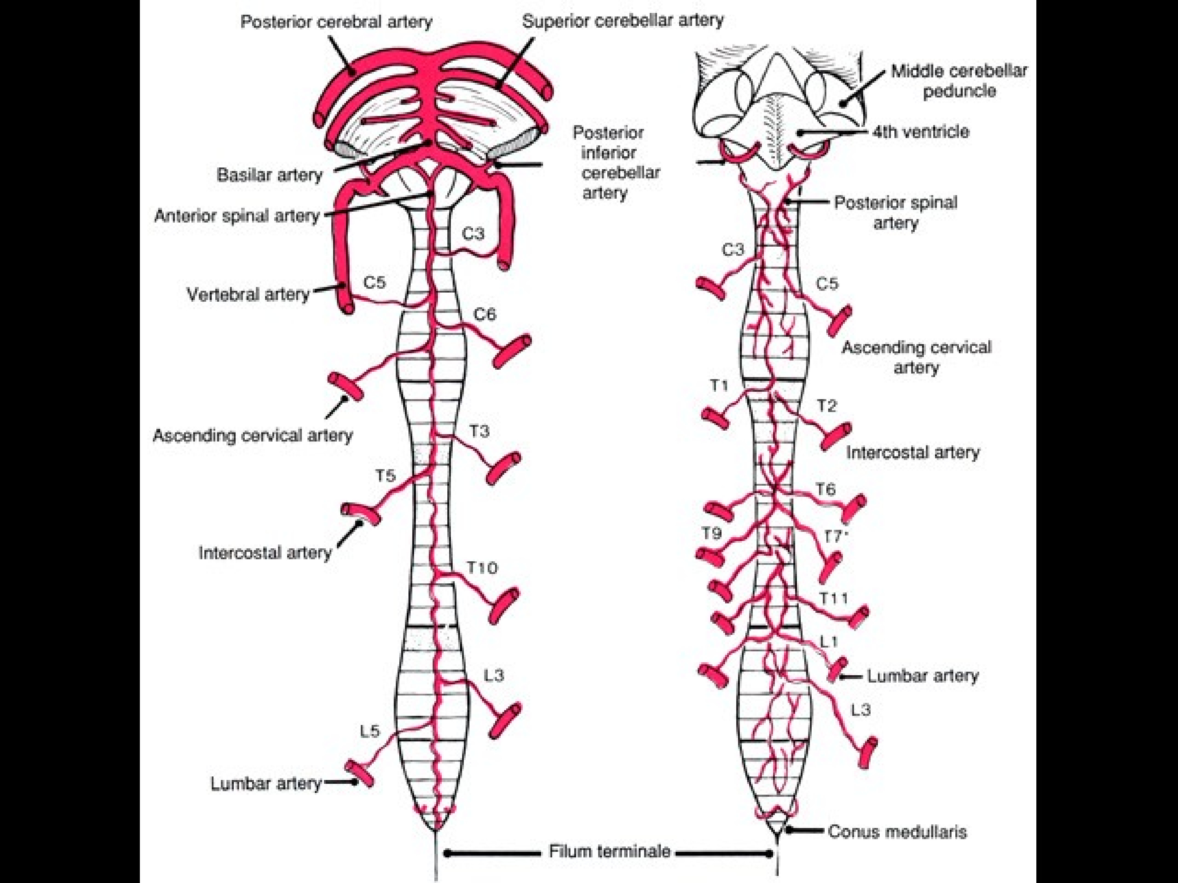 Артерии пищевода. Сосуды спинного мозга анатомия. Кровоснабжение спинного мозга анатомия. Артерия кровоснабжающая спинной мозг. Схема кровоснабжения головного и спинного мозга.