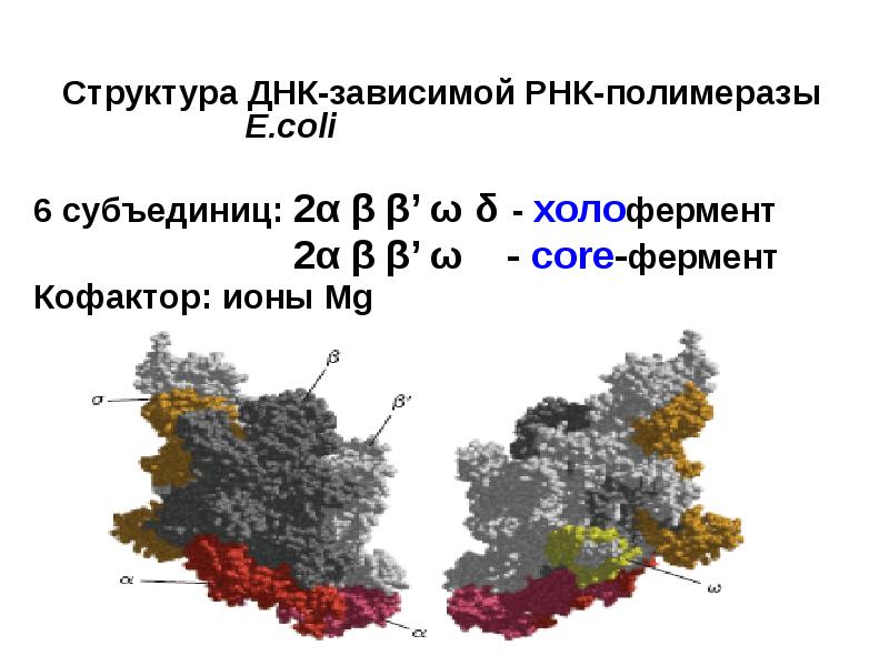 Рнк полимераза. Структура ДНК-зависимой РНК-полимеразы. РНК зависимая РНК полимераза. РНК полимераза строение субъединицы. РНК полимераза прокариот структура.