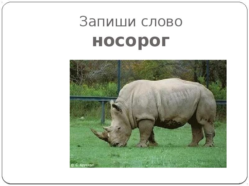 Схема слова носорог