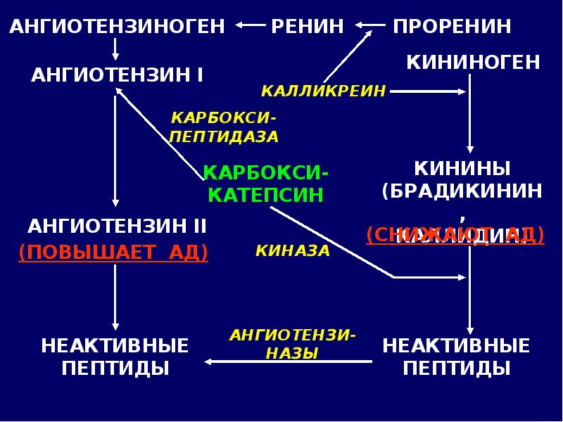 Кальций биохимия презентация