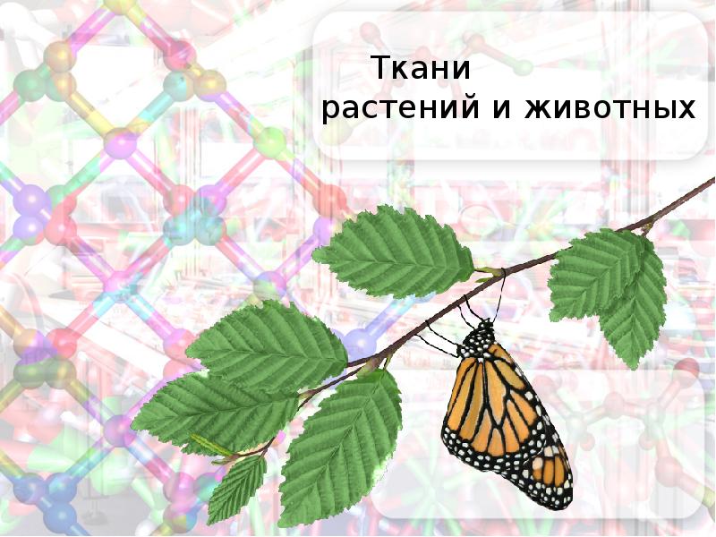 Презентация ткани животных и растений