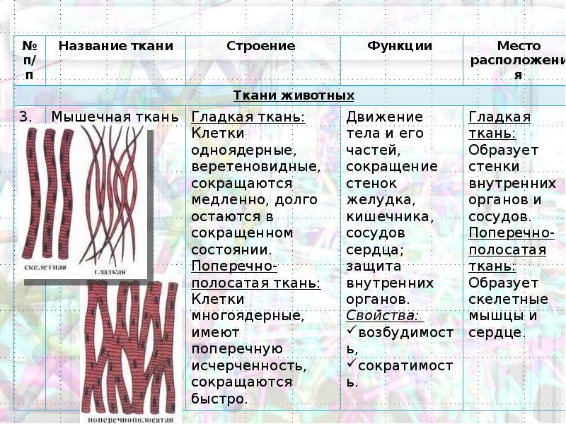 Соединительная ткань человека таблица