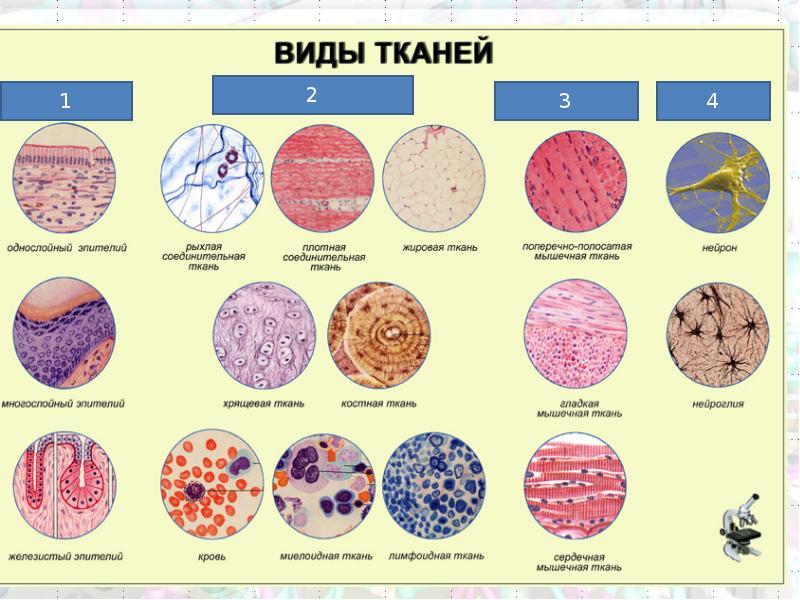 Ткани человека егэ биология презентация