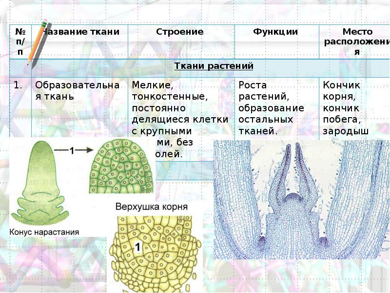 Образовательная ткань растений особенности