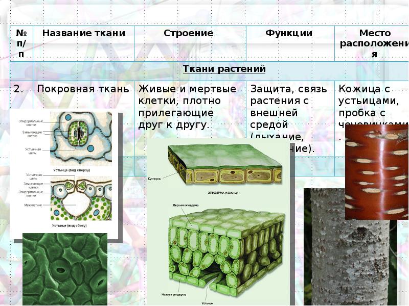 Укажите ткани растений. Покровная ткань это в биологии. Строение покровной ткани растений. Строение клетки ткани 5 класс биология таблица.