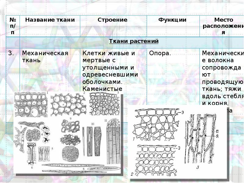 Ткани растений картинки егэ