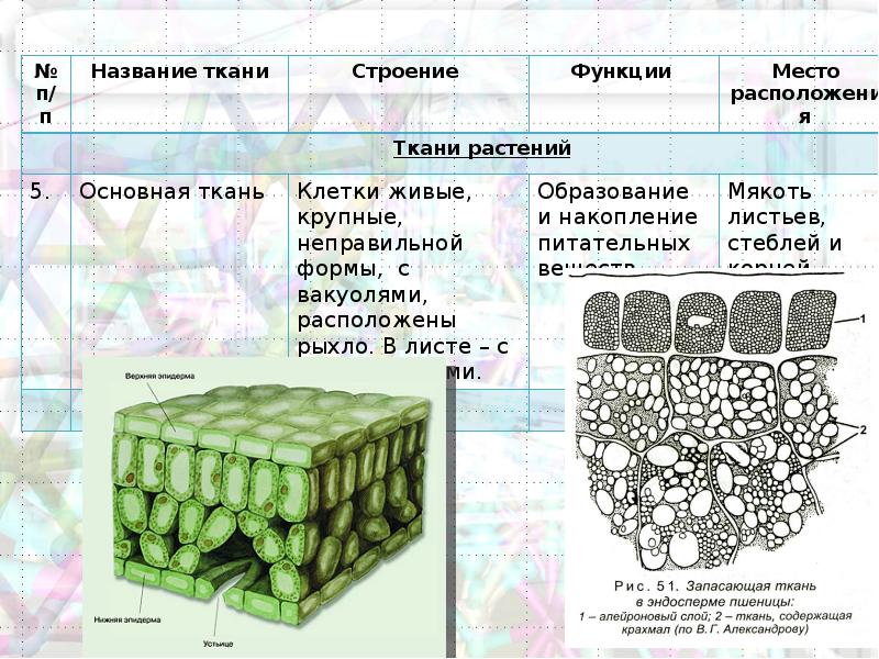 Изображенная на рисунке структура участвует. Основная ткань растений функции. Функция функция основной ткани растений. Строение основной ткани растений. Запасающие ткани растений строение и функции.