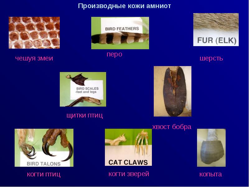 Производные кожи. Роговые производные кожи. Производные кожи птиц. Роговыми производными кожи являются. Производные кожи животных.