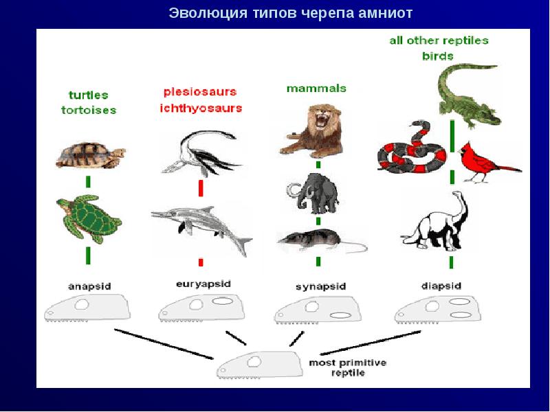 Основные типы эволюции