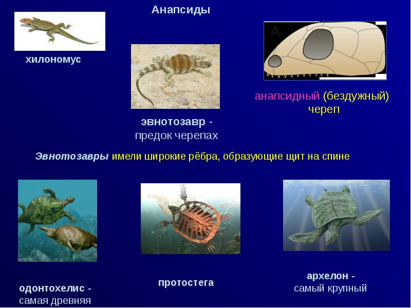 тело пресмыкающихся покрыто. головогрудной щит — карапакс. пенсильванская замыкающая черепаха. для морской черепахи характерны. тело рептилий покрыто панцирем.