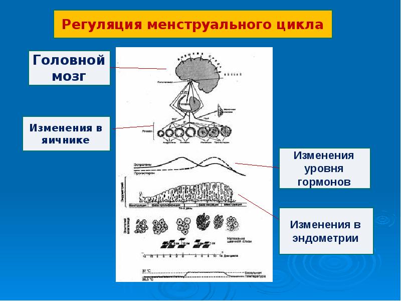 Гормональная регуляция менструального цикла