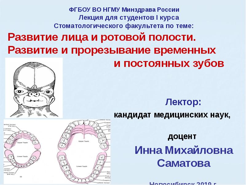 Развитие лица. Развитие лица и полости рта презентация. Теории прорезывания зубов. Развитие полости рта кратко. Врожденные дефекты полости рта.