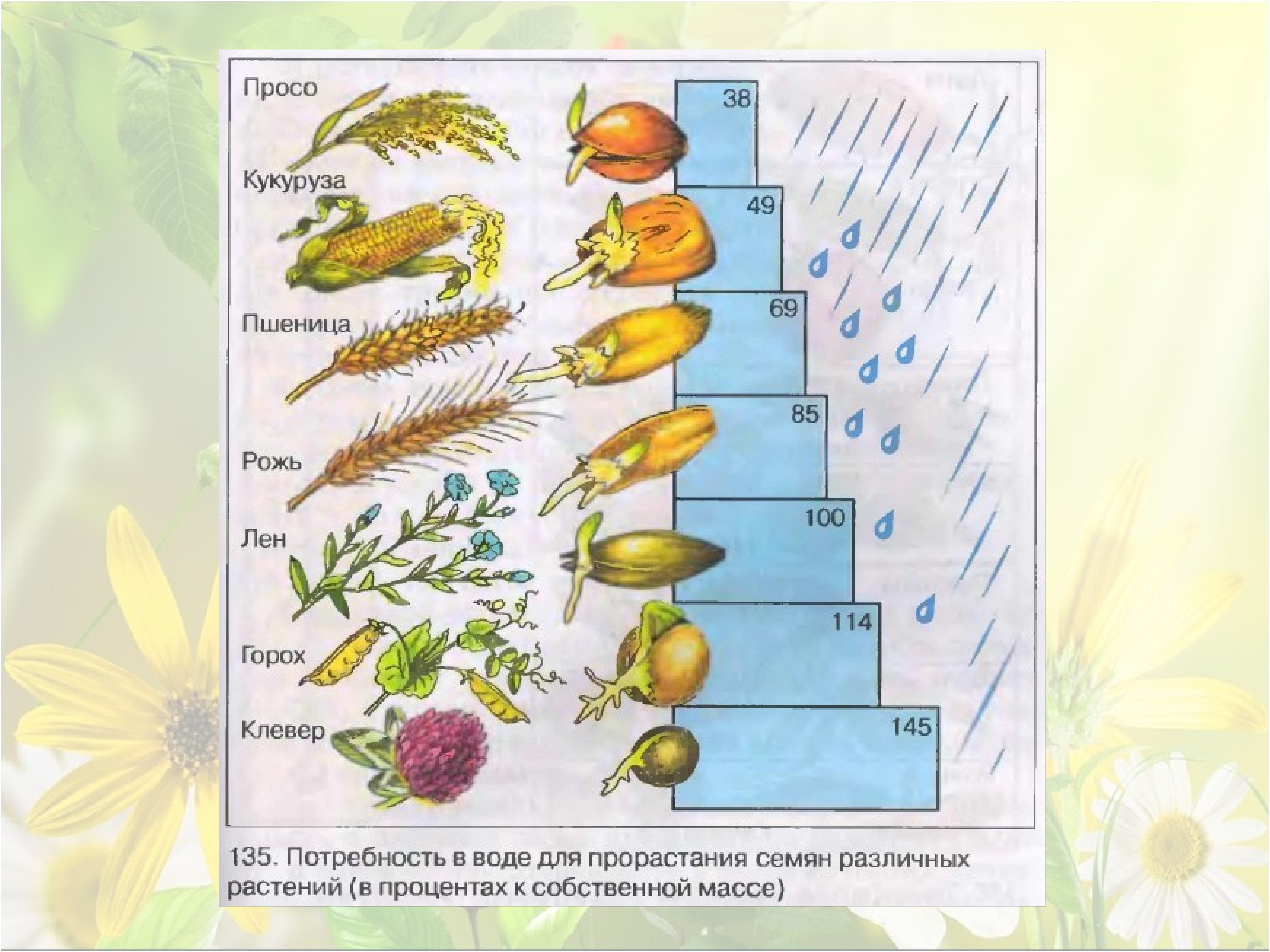 Презентация рост и развитие растений 6 класс. Этапы развития растений. Календарь развитие растений. Рост и развитие растений. Рост и развитие растений презентация.