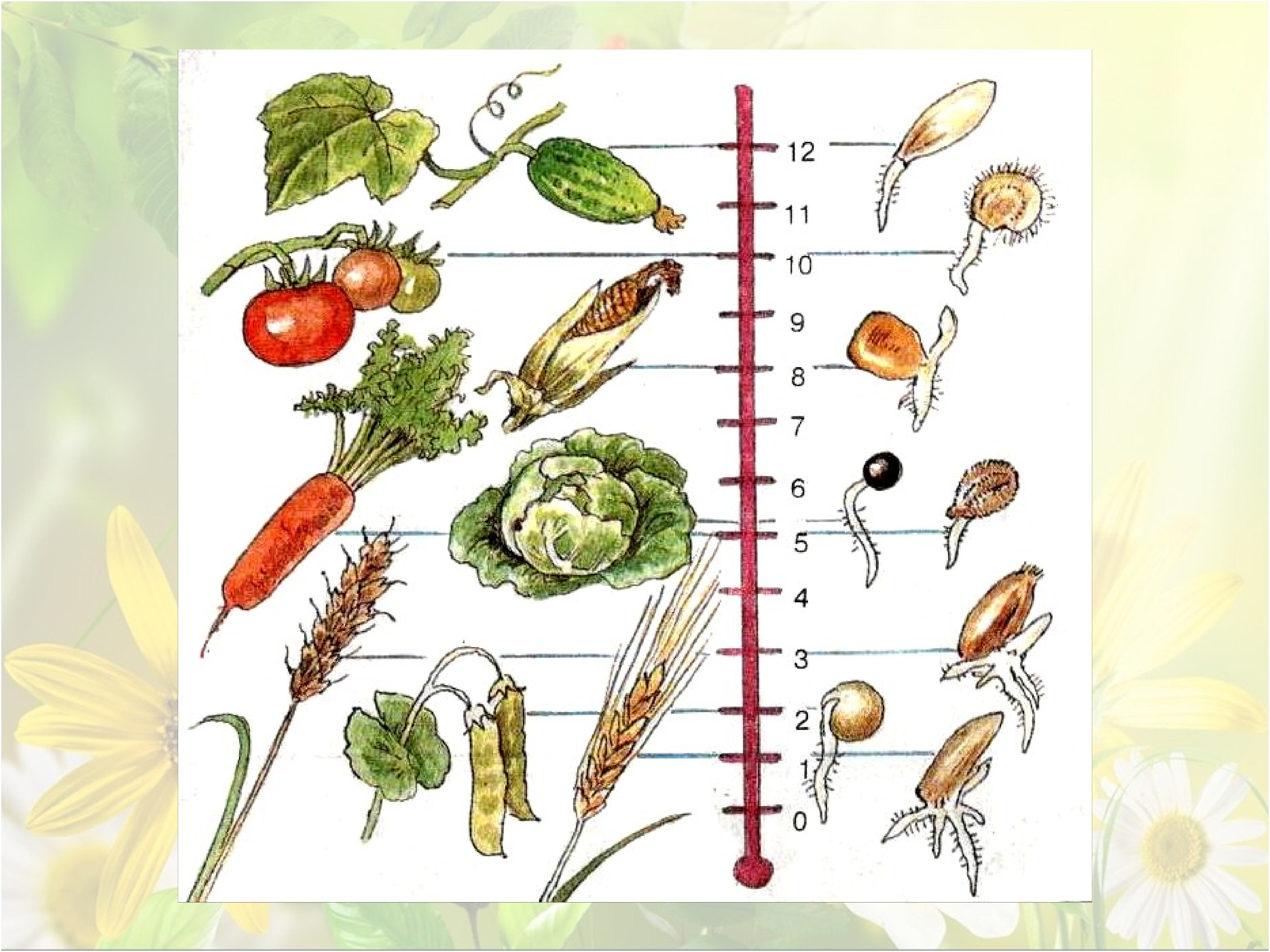 Биология рост растения. Температура прорастания семян. Рост и развитие растений. Рост и развитие растений схема 6 класс. Развитие растений 6 класс.