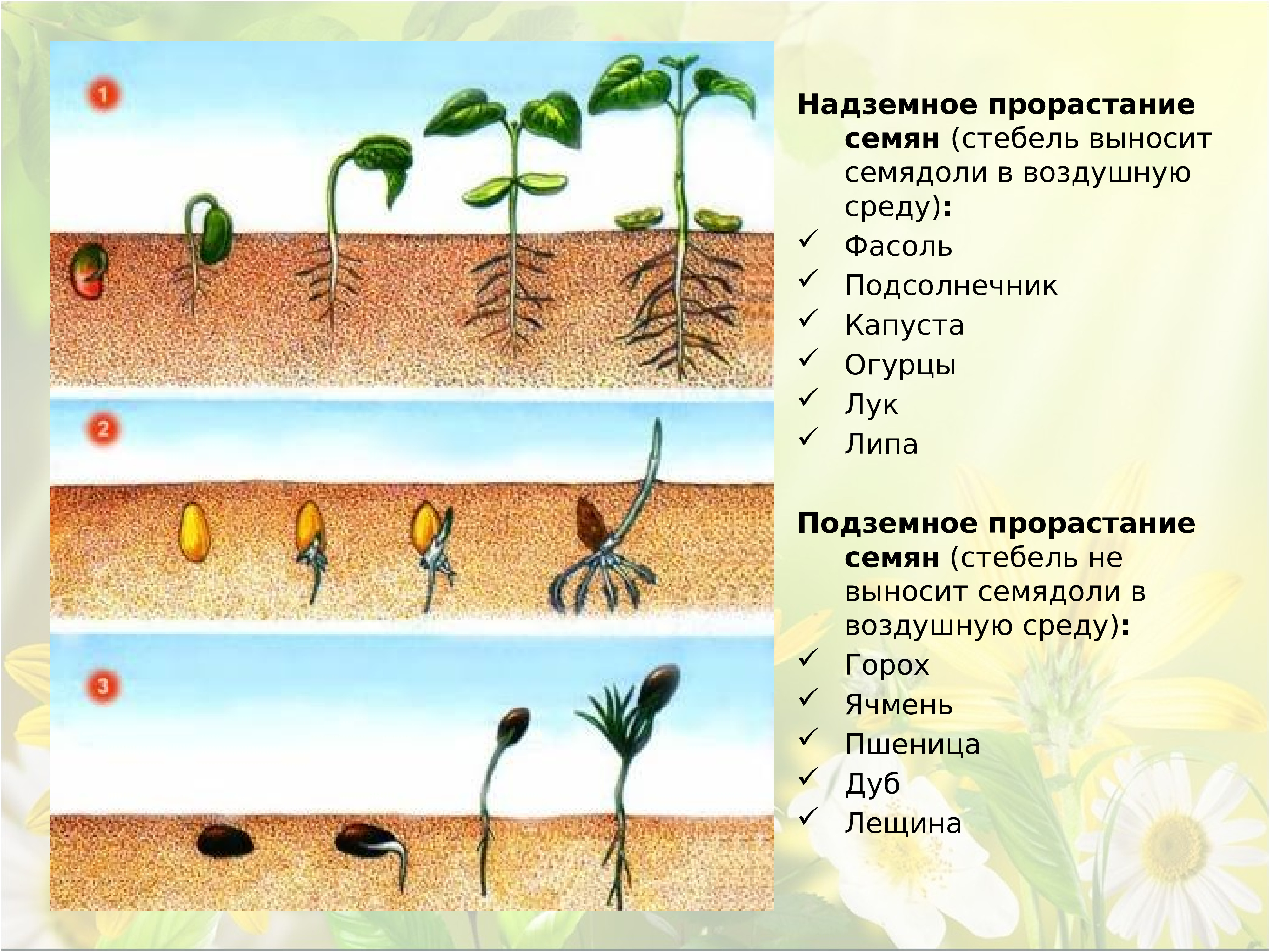 Определи последовательность развития растения из семени