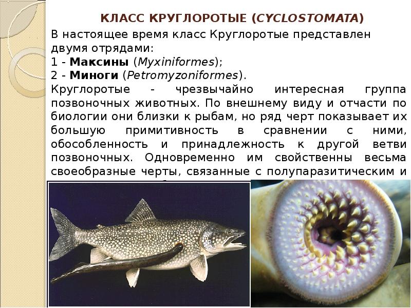 Рассмотрите рисунок 139 известно что многие рыбы погибают от нанесенных миногой многочисленных ран