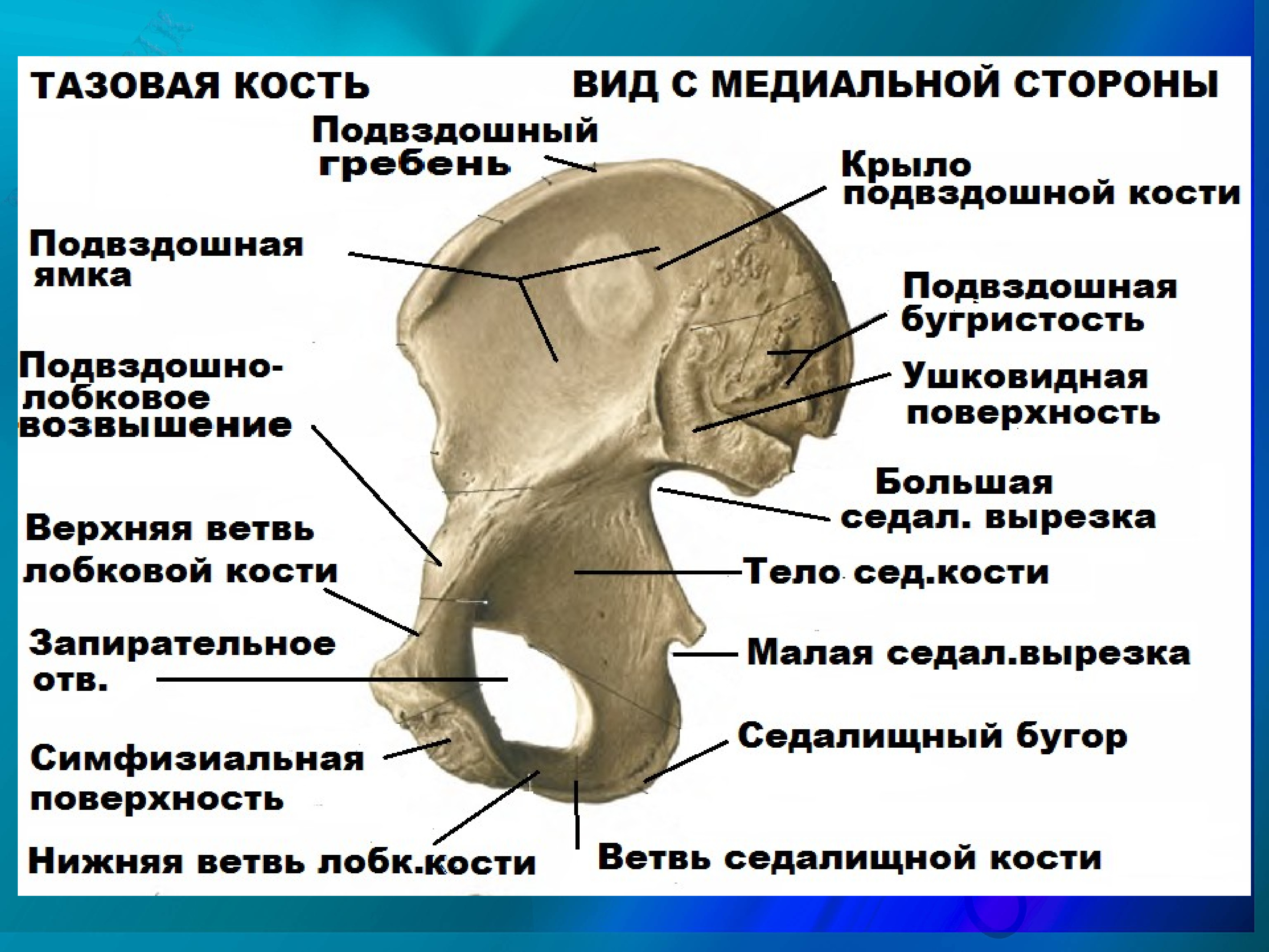 Передняя подвздошная кость. Седалищная кость кость анатомия. Подвздошная кость анатомия строение. Подвздошный гребень анатомия. Тазовая кость ушковидная поверхность.