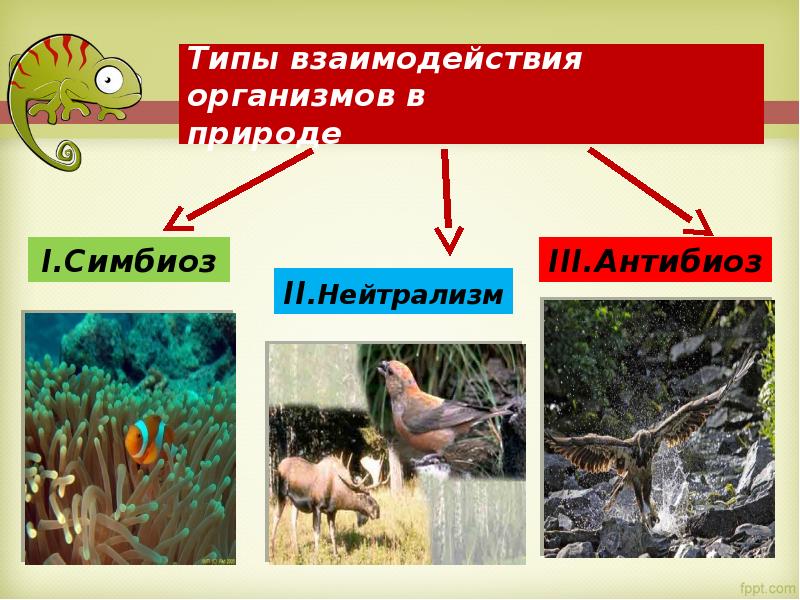 Какие два вида организмов изображены на рисунке какой тип взаимоотношений между организмами