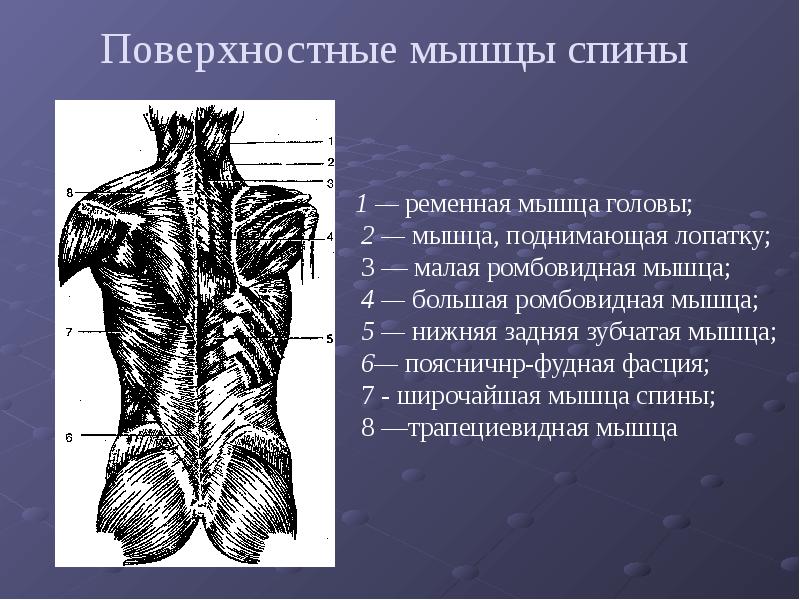 Спина названия. Мышцы человека спина сзади. Поверхностные мышцы спины анатомия. Мышцы спины анатомия поверхностный слой. Атлас Синельников мышцы спины.